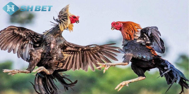 Để giành chiến thắng trong sản phẩm đá gà thomo, bạn cần phải trang bị cho mình những kinh nghiệm cá cược hiệu quả